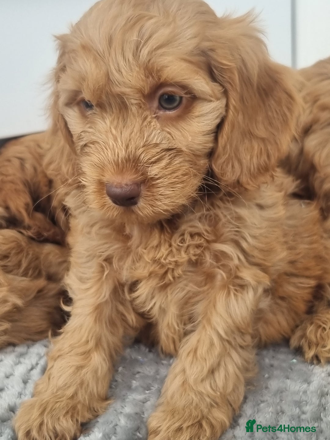 Cockapoo dogs for sale: Red and apricot F1 Cockapoo puppies  - Image 10