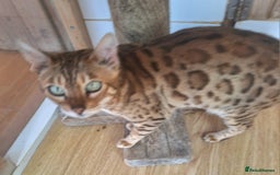 Bengal cats for sale: SBT Tica Bengal retired female Venus - Advert 9
