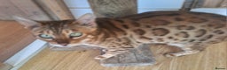 Bengal cats for sale: SOLD  PURE SBT Tica Bengal retired female Venus - Advert 9