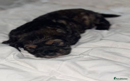 Cockapoo dogs for sale: black sable cockapoo girl  - Advert 32