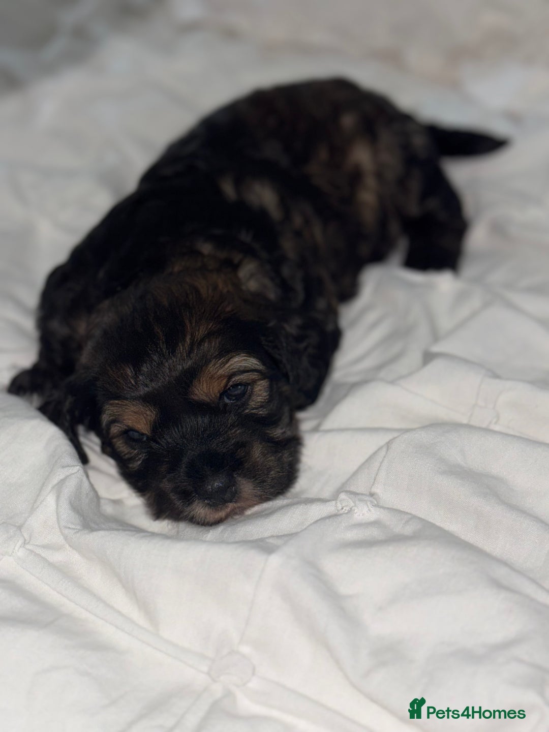 Cockapoo dogs for sale: black sable cockapoo girl  - Advert 32