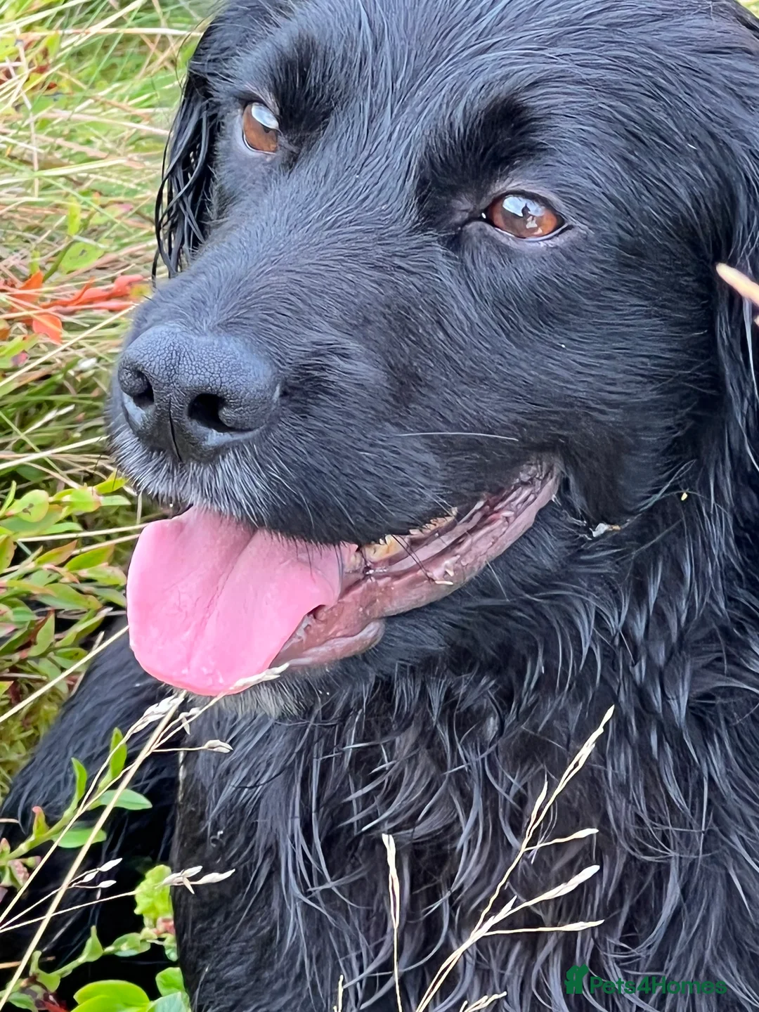 Cocker Spaniel dogs for stud: Fully health tested for stud in Preston - Advert 7