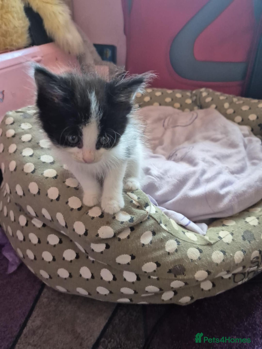 Domestic Shorthair cats for sale: READY TO LEAVE NOW 5x black and white kittens  - Image 2