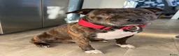 Staffordshire Bull Terrier dogs for stud: Staffy for stud  in Rotherham - Advert 3