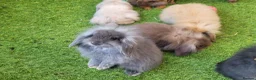 Mini Lion Lop rabbits for sale: Stunning Mini Lion Lops - READY SATURDAY - Advert 27