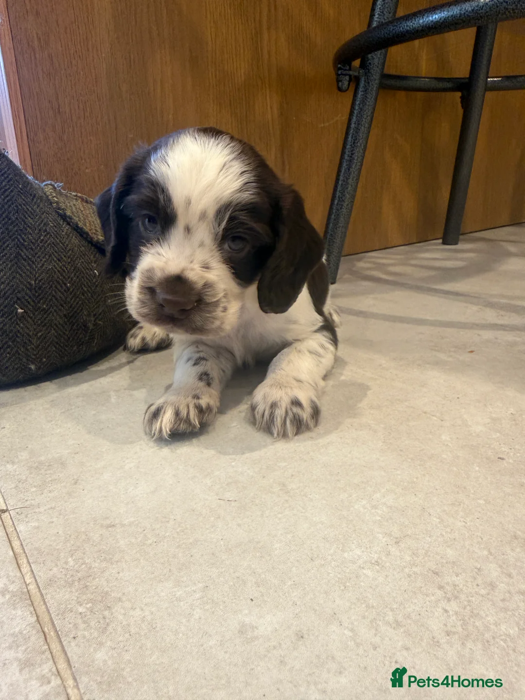 Cocker Spaniel dogs for sale: Gorgeous KC reg, working cocker spaniel pups  - Advert 5