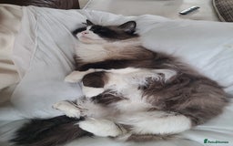 Mixed Breed cats for sale: Hella and Loki - Image 12