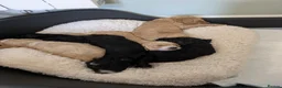 Mixed Breed dogs for sale: Sheepadoddle Puppies - Advert 5