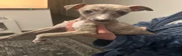 Mixed Breed dogs for sale: Beautiful Italian Greyhounds last little boy  - Advert 5