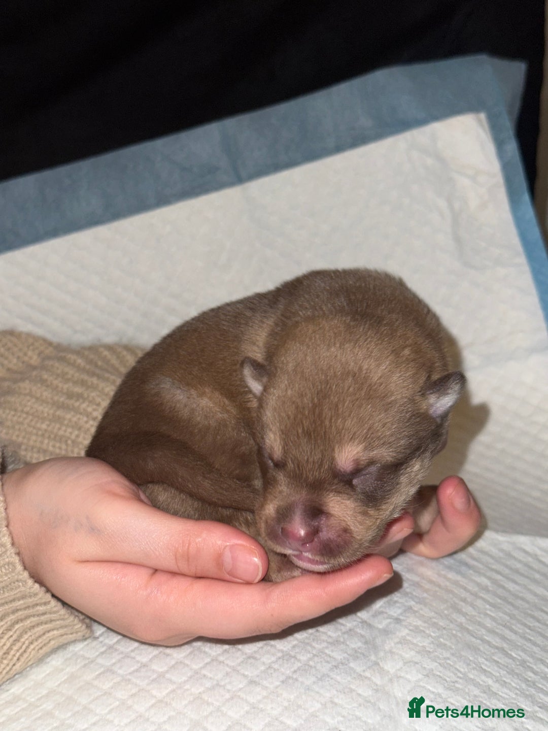 Mixed Breed dogs for sale: Pocket Bully & Siberian Husky Excellent Puppies - Advert 10