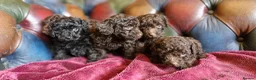 Toy Poodle dogs for sale: Gorgeous toy poodle pupps.health tested parents  - Advert 5