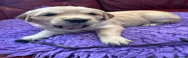 Purple Puppy 