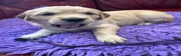 Golden Retriever dogs for sale: KC Working Golden Retriever Puppies Low Hip Scores - Advert 3