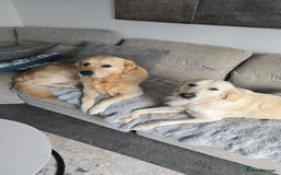 Golden Retriever dogs for sale: 🐾 Golden Retriever Puppies – Ready in December 🐾 - Image 6