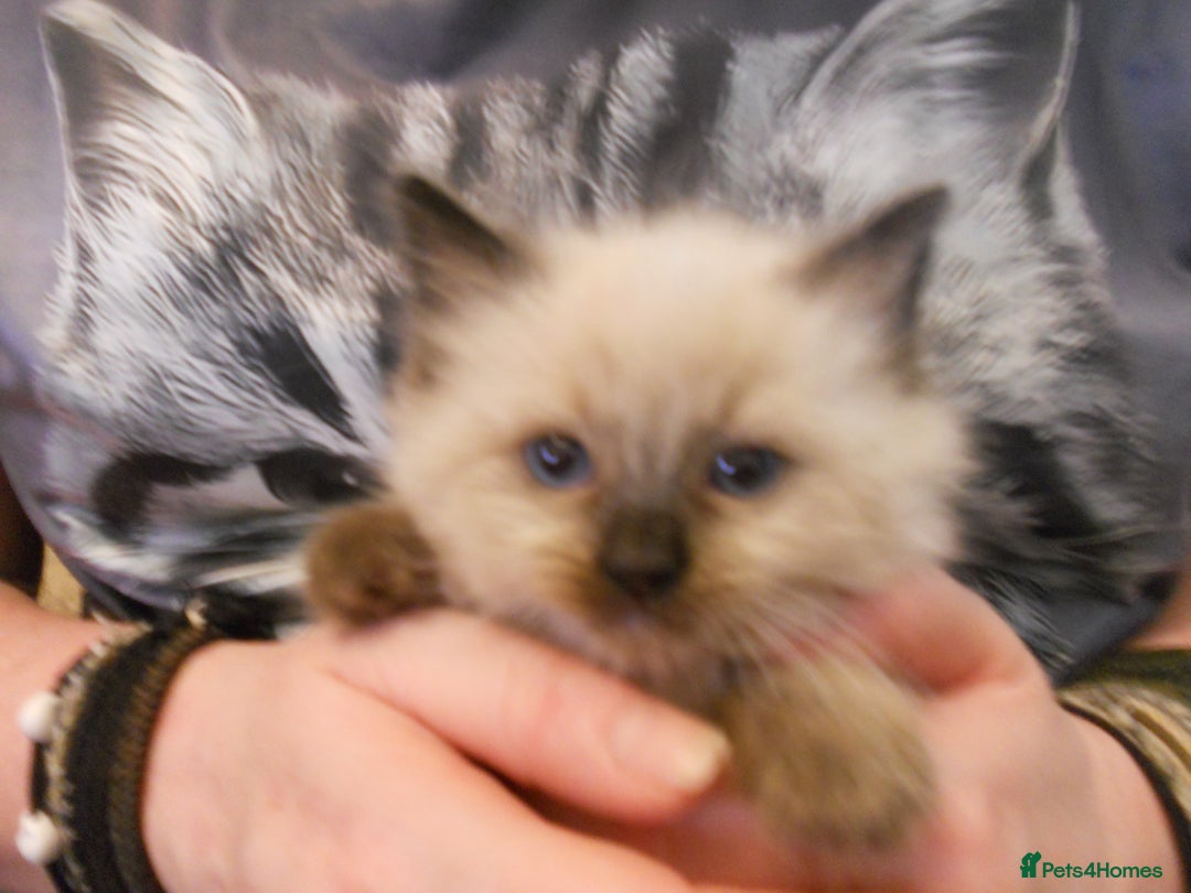 Ragdoll cats for sale: 😎 RAGDOLL KITTENS PUREBRED 100% STOKE 😍 - Image 11