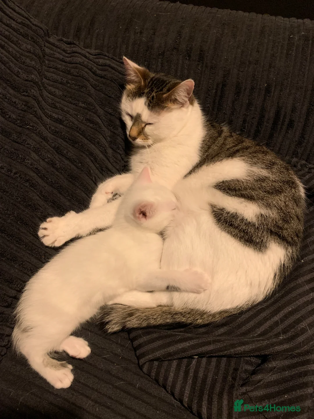 Mixed Breed cats for sale: Male kitten ready to leave - Advert 2