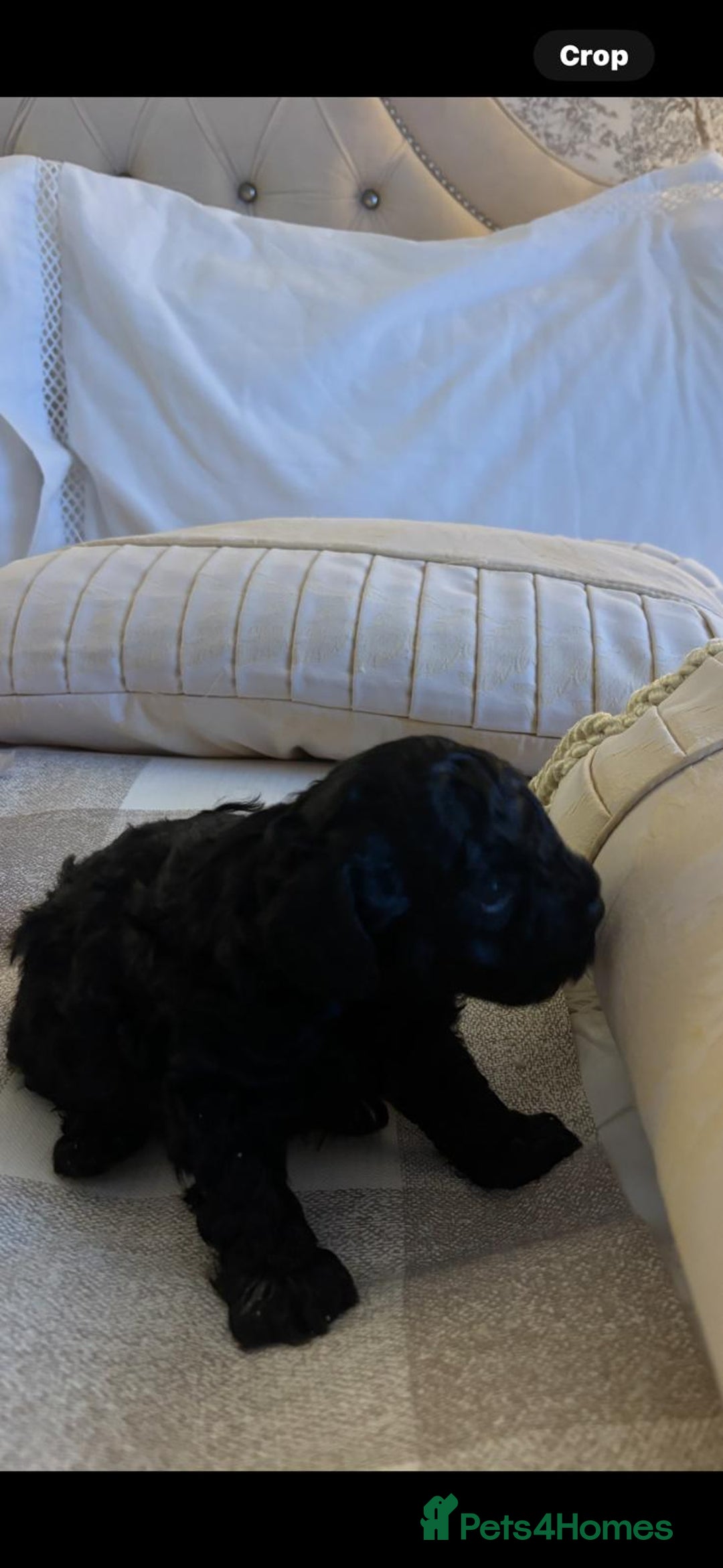 Poochon dogs for sale: Toy poodle pochons - Advert 2