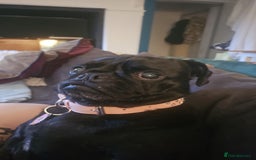 Pug dogs for sale: Reluctant Rehoming  - Image 2