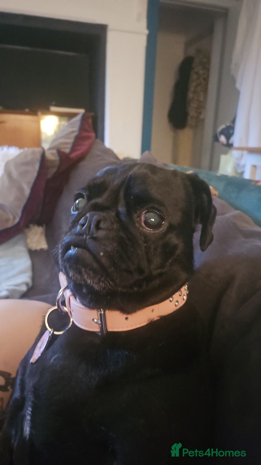Pug dogs for sale: Reluctant Rehoming  - Image 2