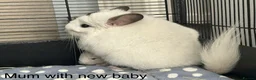 Chinchilla rodents for sale: Female white chinchilla ready now in Keighley - Advert 13