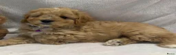 Cavapoo dogs for sale: Bred From Health Tested Parents Cavapoo Girls - Advert 8