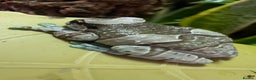 Frog reptiles for sale: Amazon Milk Frog - with Full Set Up! - Advert 2