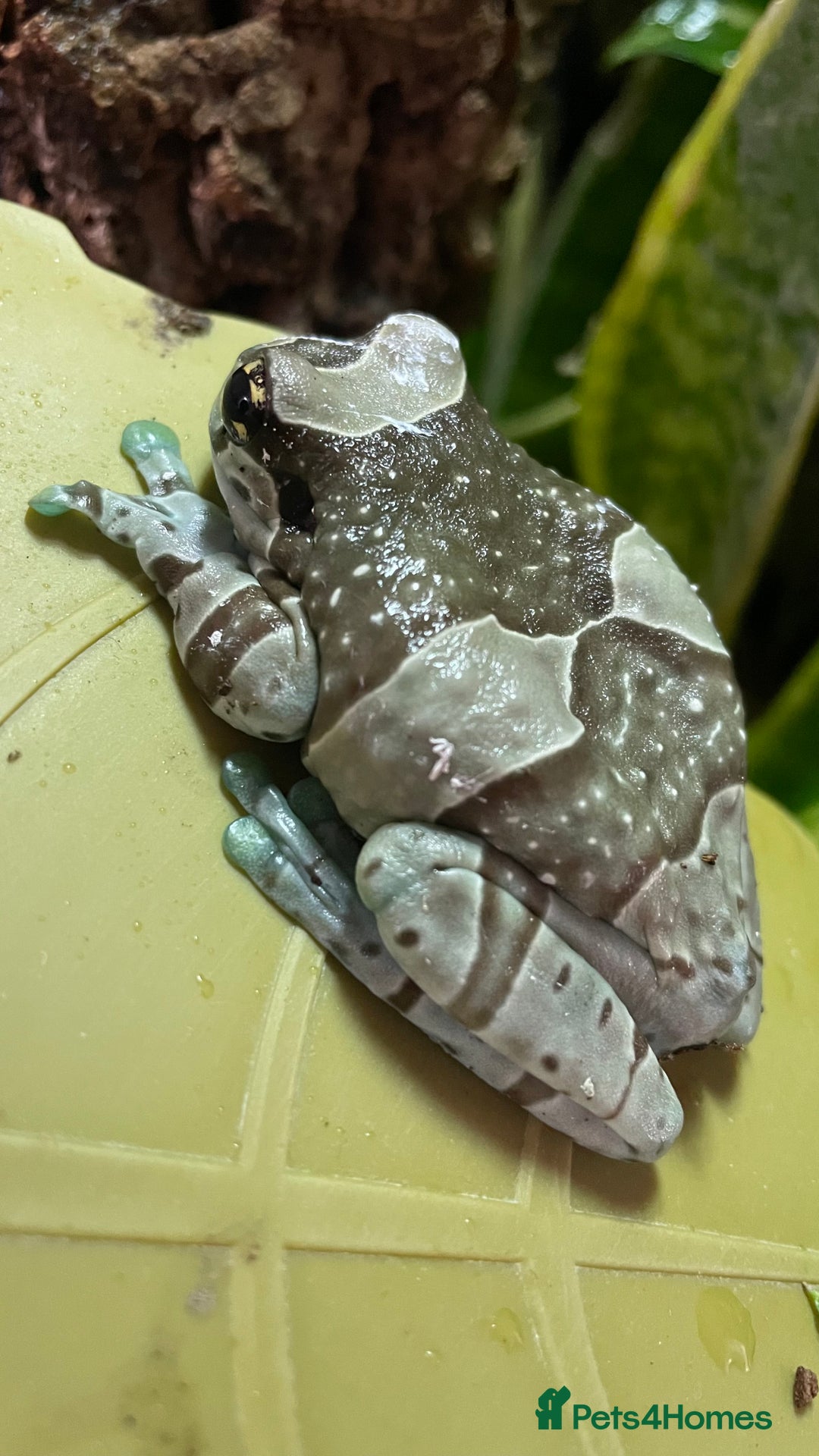 Frog reptiles for sale: Amazon Milk Frog - with Full Set Up! - Advert 2