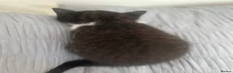 Mixed Breed cats for sale: 4 lovely kittens waiting for their forever home’s - Advert 14