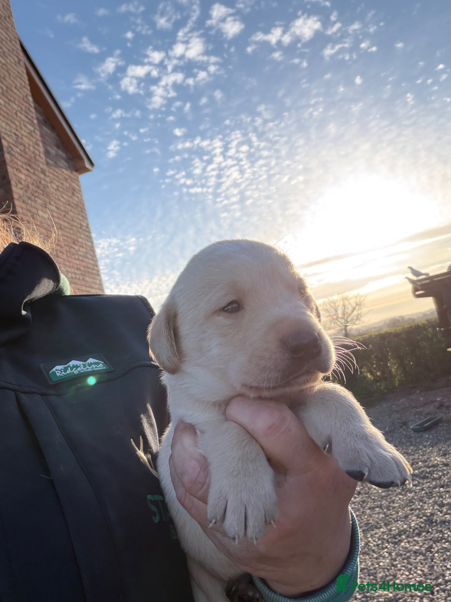 Labrador Retriever dogs KC Reg -Exceptional Labrador puppies  - Advert 2