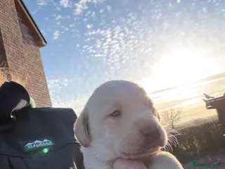 Labrador Retriever dogs KC Reg -Exceptional Labrador puppies - Advert 1