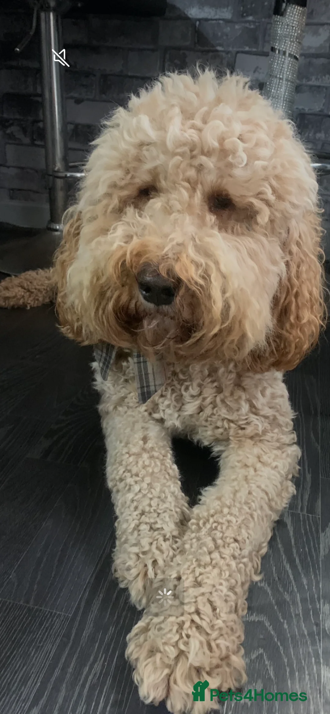 Labradoodle dogs for stud: Proven Extensive DNA health checked Stud in Warrington - Advert 3