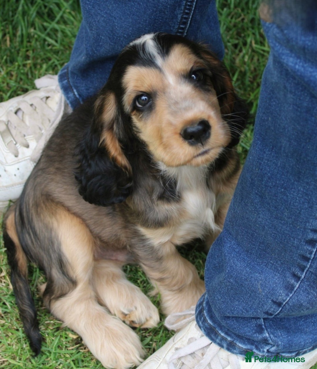 Cocker Spaniel dogs for sale: KC registered Cocker Spaniel puppies - Image 13