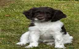 Sproodle dogs for sale: F1 Sproodle 🩷Pippa🩷 5⭐️Licensed Breeder full DNA - Image 8
