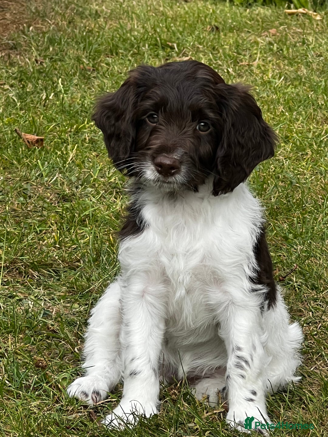 Sproodle dogs for sale: F1 Sproodle 🩷Pippa🩷 5⭐️Licensed Breeder full DNA - Image 8