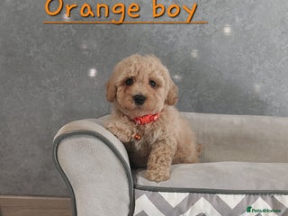 Poochon dogs - Advert 6