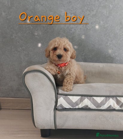 Poochon dogs - Advert 6