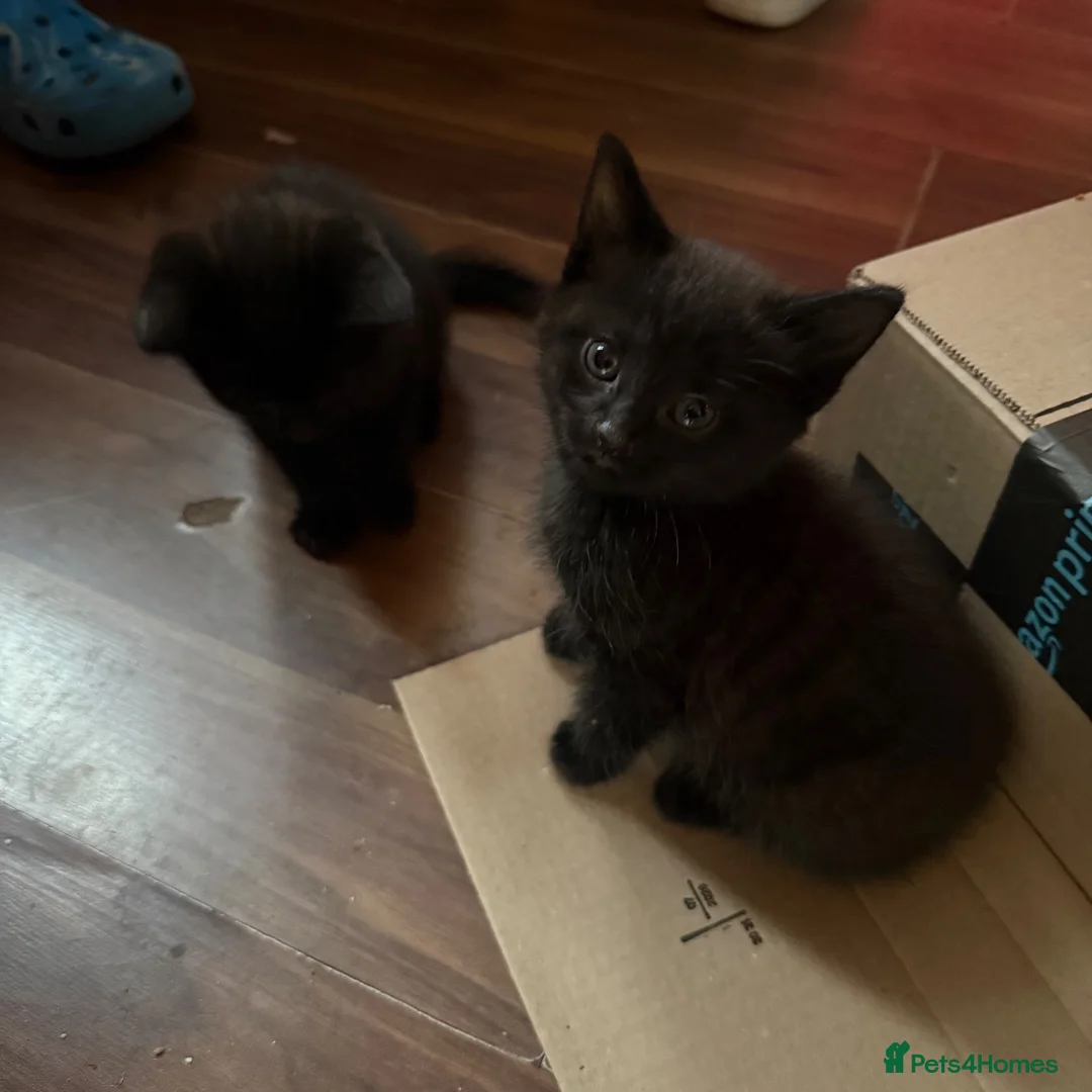 Mixed Breed cats for sale: Kittens  in Preston - Advert 8