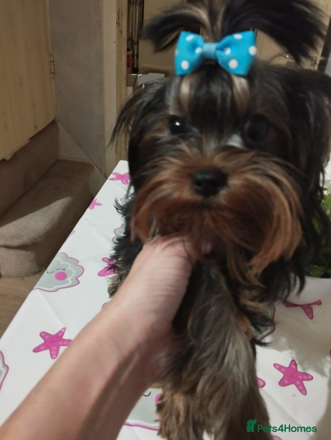 Yorkshire Terrier dogs for sale: 💝💝💝Both sides many champions 💝💝💝 in Leeds - Image 8