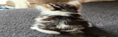 Female 3