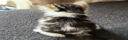 Mixed Breed cats for sale: Beautiful kittens  - Advert 9