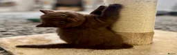 British Shorthair cats for sale: 🐾💙Beautifully Stunning GCCF BSH Kittens💙🐾 - Advert 24
