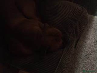 Boxer dogs Dash - Advert 5