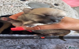Chihuahua dogs for sale: Beautiful apple head puppies  - Image 2