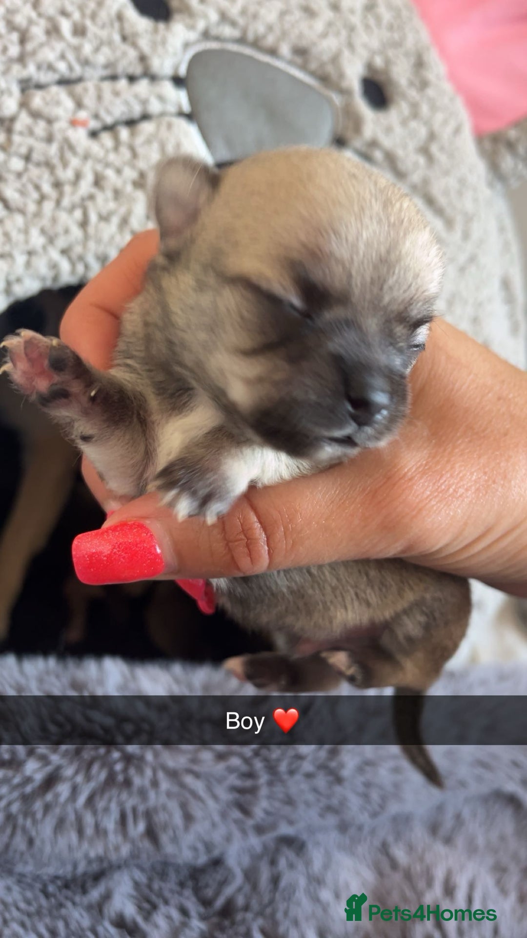 Chihuahua dogs for sale: Beautiful apple head puppies  - Image 2