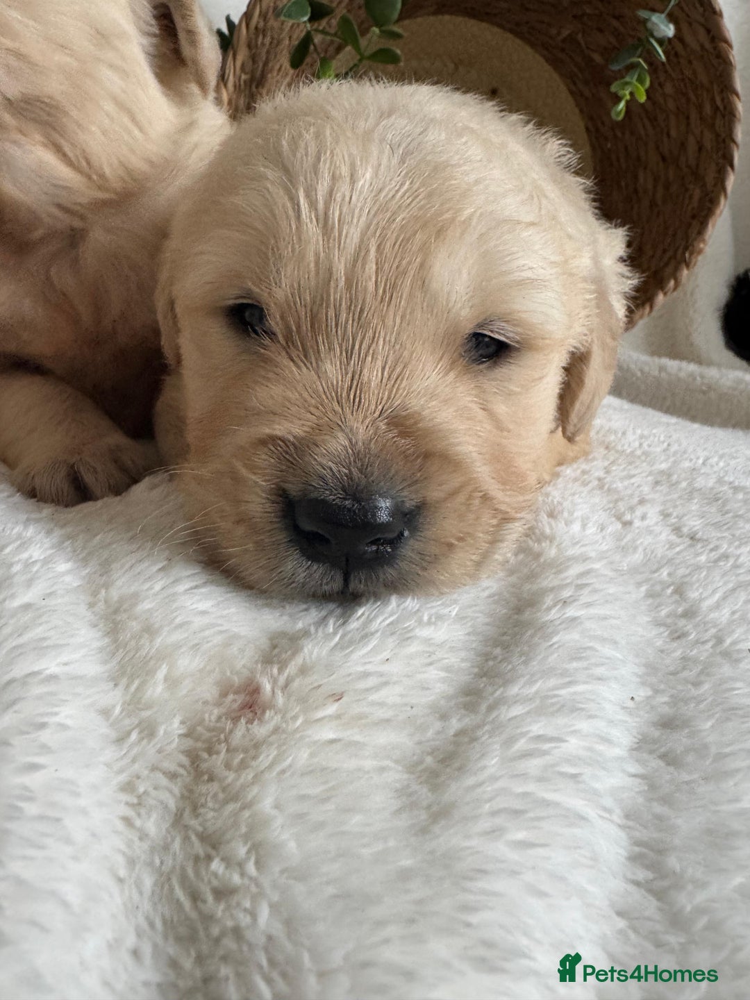 Golden Retriever dogs for sale: STUNNING KC DNA TESTED RETRIEVERS - Advert 8