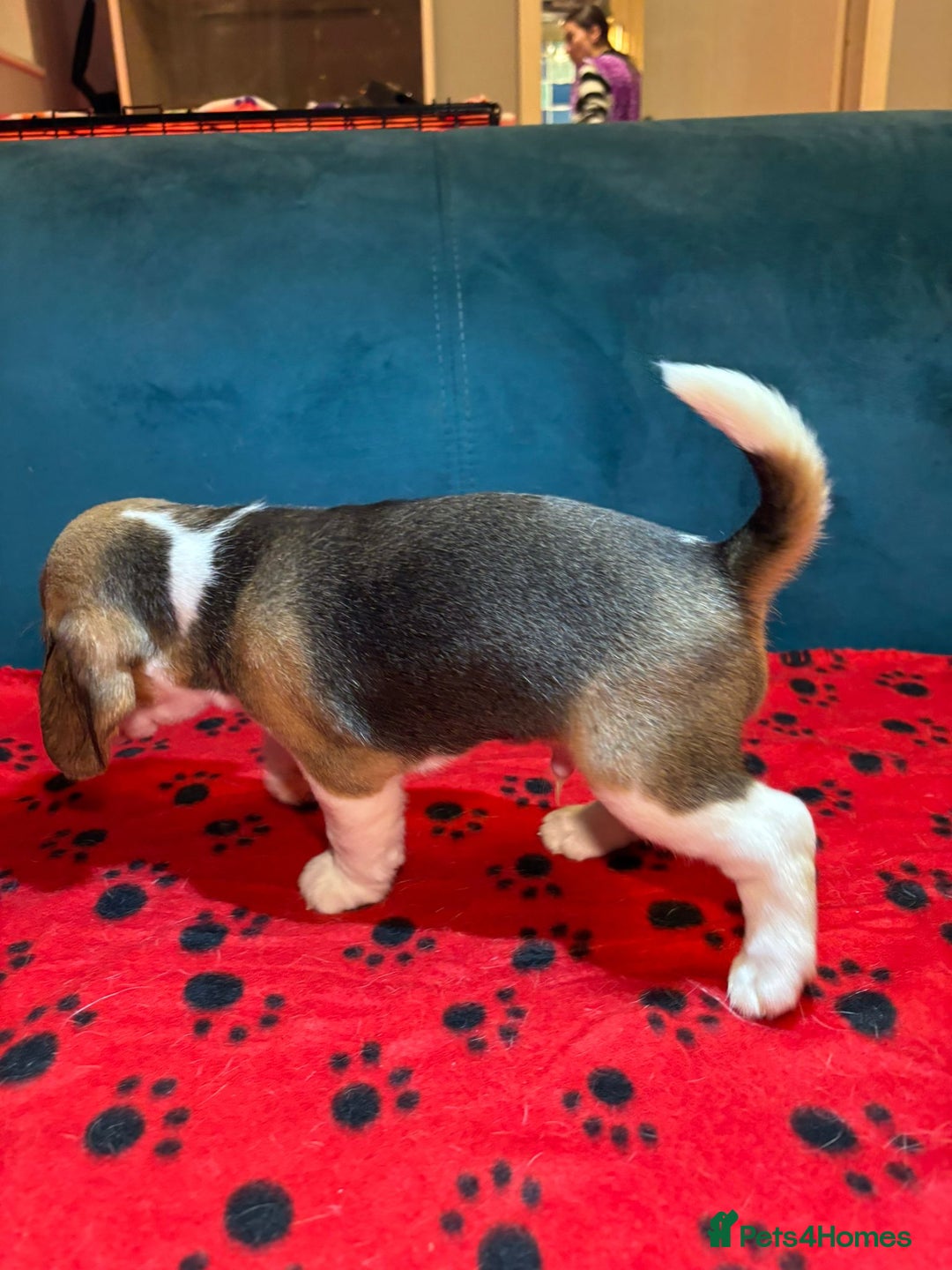 Beagle dogs for sale: Adorable Beagle Puppies for Sale - Advert 22