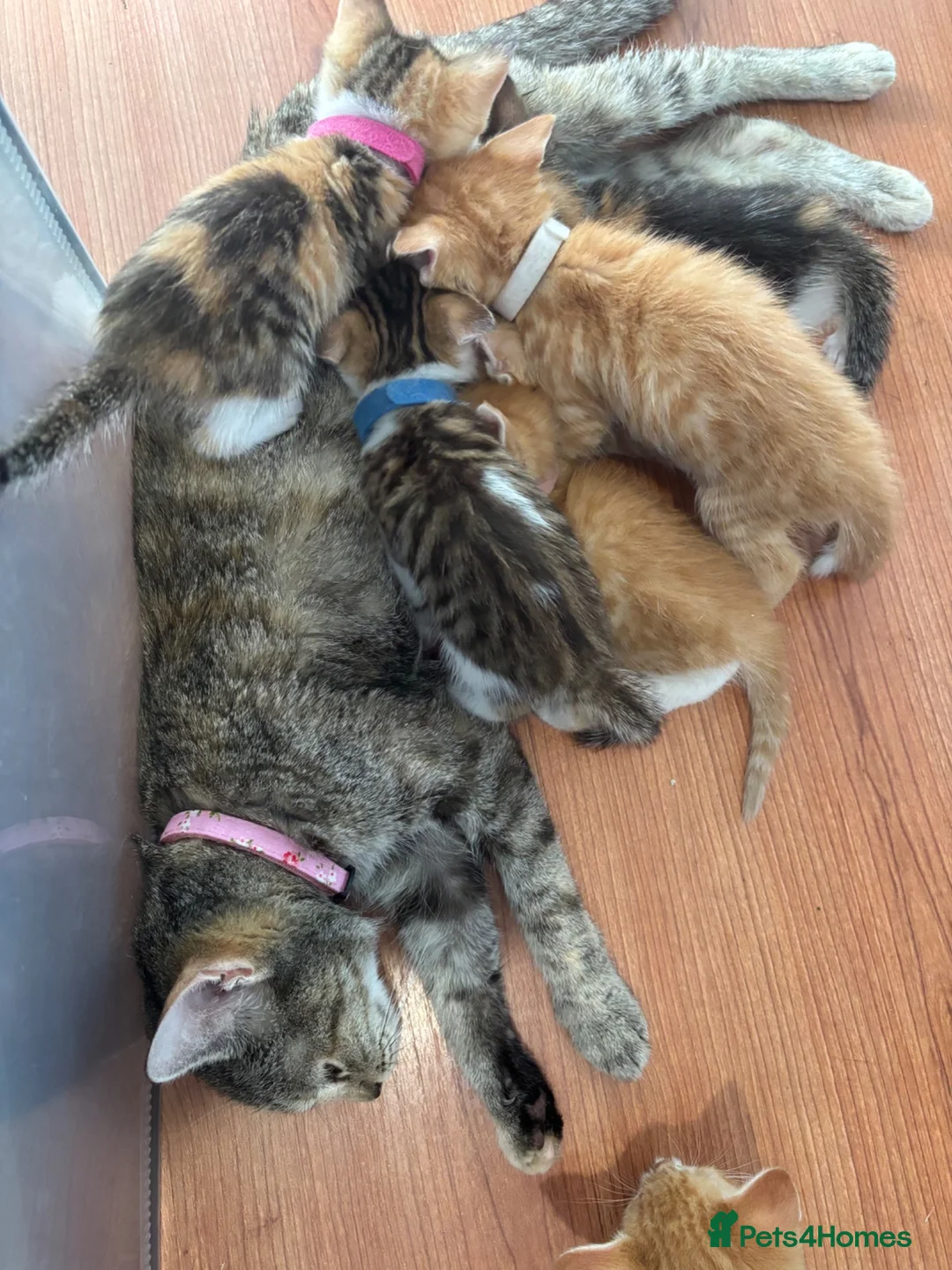 Mixed Breed cats for sale: 7 stunning kittens looking for forever homes in Witney - Advert 2