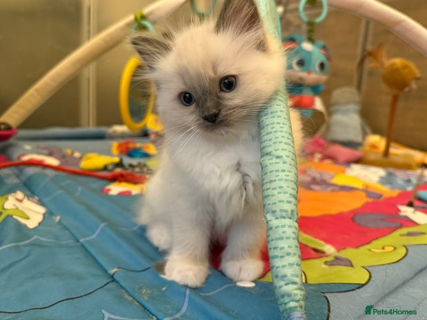 Ragdoll cats in Ashton-under-Lyne - Advert 4