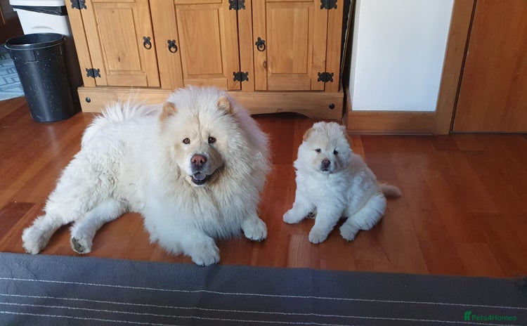 Chow Chow dogs - Advert 1