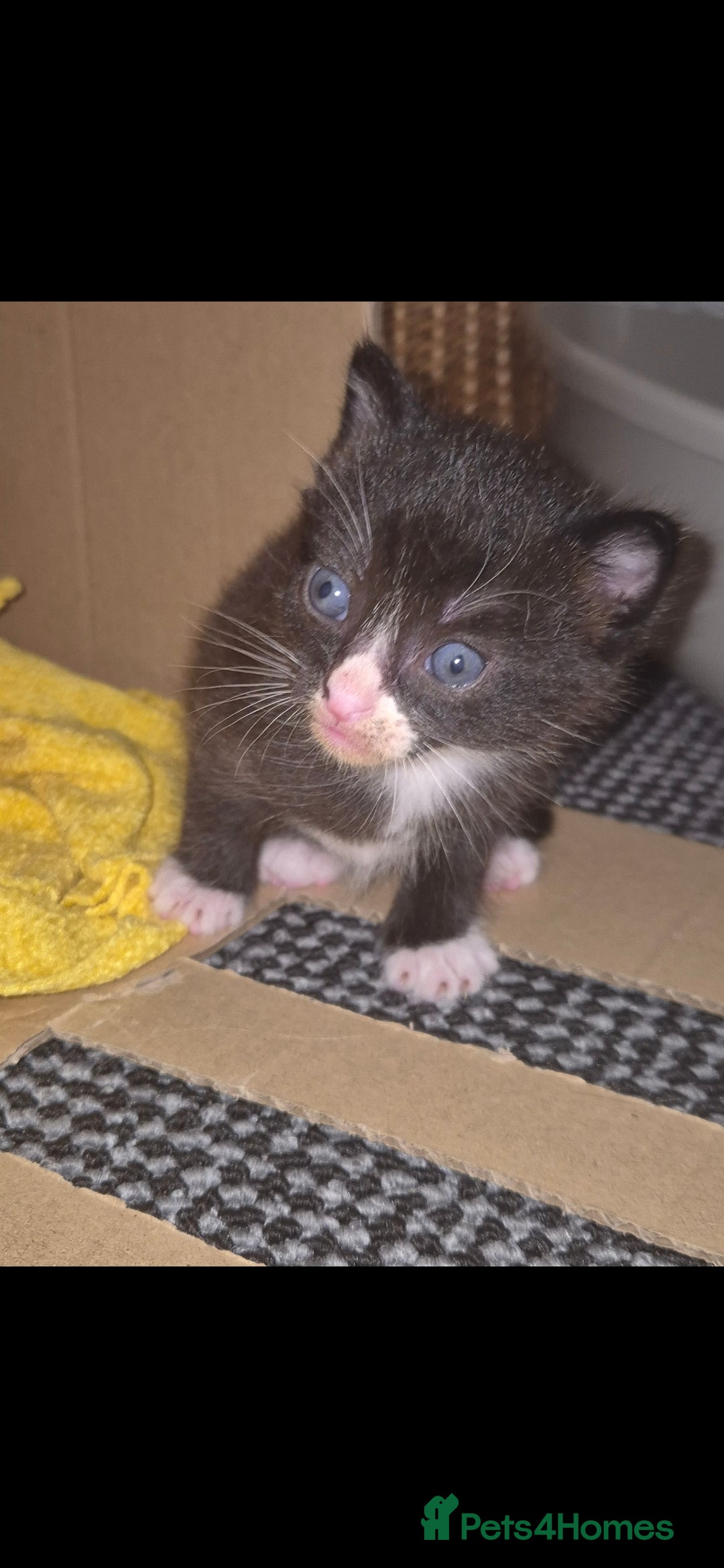 Mixed Breed cats for sale: Kittens for sale - Image 4